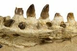 Fossil Mosasaur Jaw Section with Teeth - Morocco #344929-3